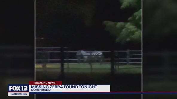 Missing North Bend zebra finally caught