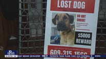 Philadelphia couple searching for dog stolen from car in Wawa parking lot