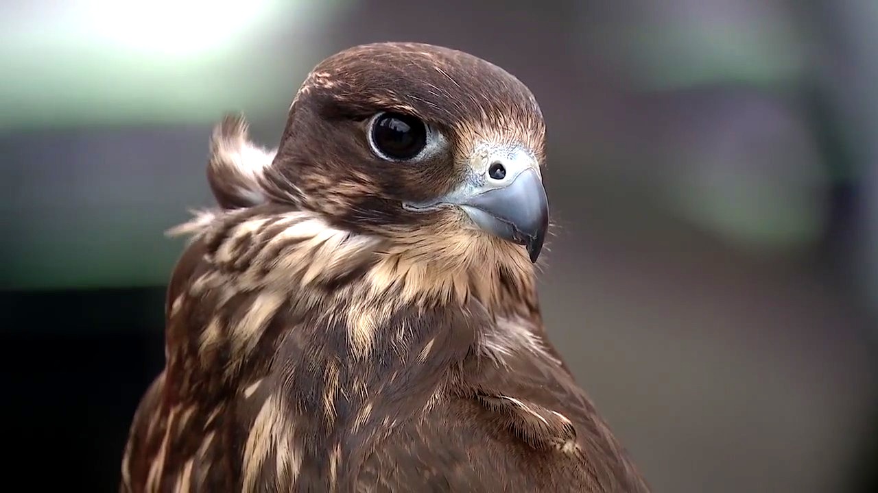Hawk, falcon used to scare off pesky birds ahead of NFL Draft