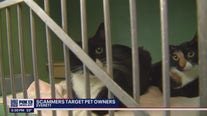 Scammers target Everett pet owners