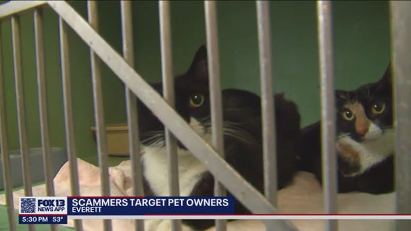 Scammers target Everett pet owners