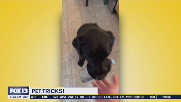 Good Day Pet Tricks for Monday, March 4