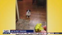 Liz's Pet Tricks for Tuesday, March 21