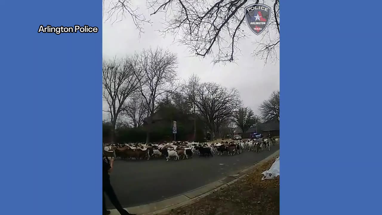 RAW: Arlington police wrangle dozens of escaped goats