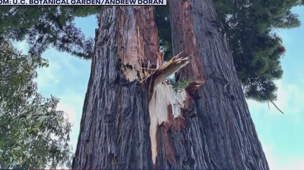 2 landmark trees damaged in Berkeley