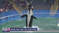 Announcement possible for orca Tokitae/Lolita's return to Puget Sound from captivity