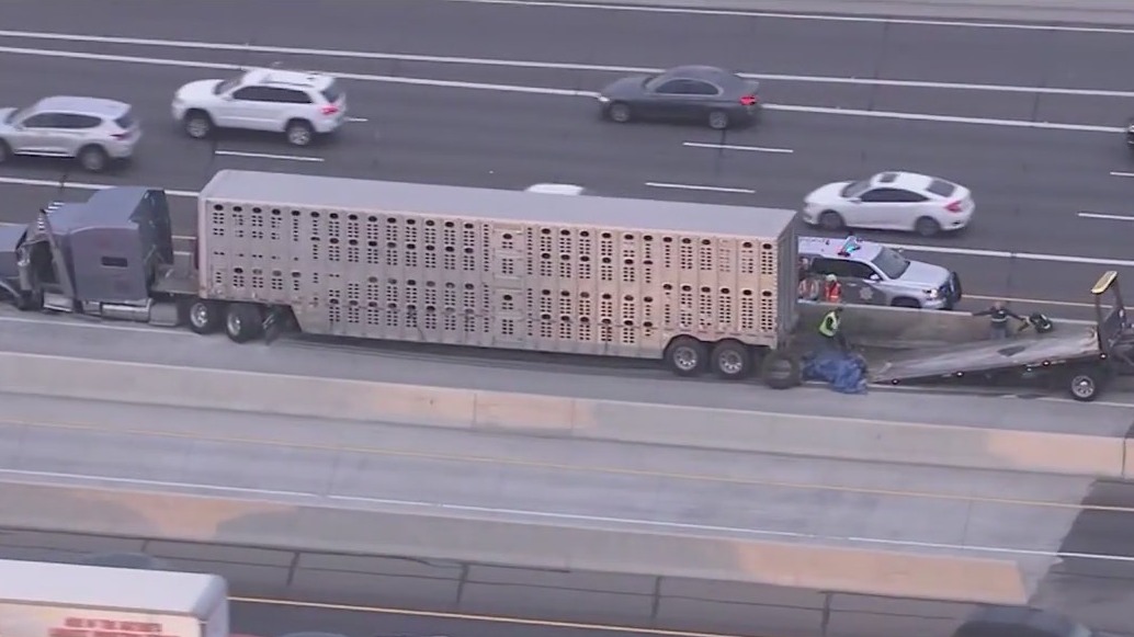 More than 100 cows let loose on Arizona highway following crash