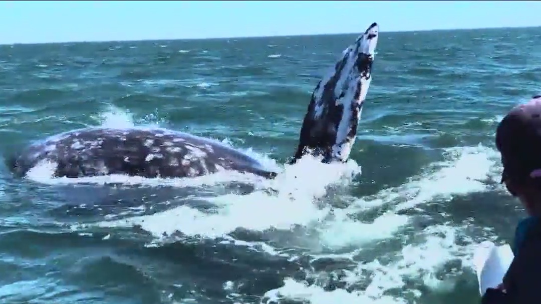 Saving the friendly California gray whales