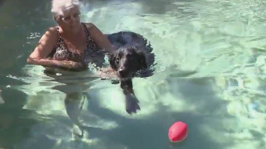 Importance of teaching your dog how to swim