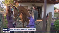 Grune Heidi Farm gives horses a second chance