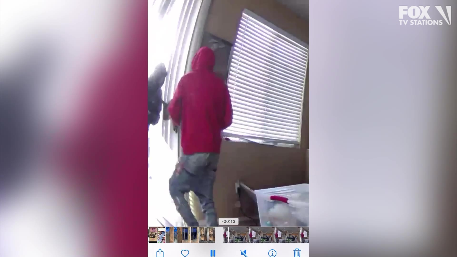 French bulldog thieves caught on home cameras