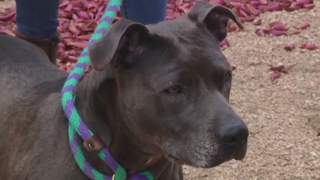 Dog of the Weekend: Nyla at WCRAS