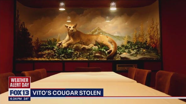 Cougar stolen out of Vito's restaurant in Seattle