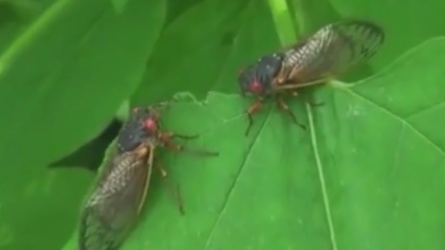 Cicadas are coming: What to expect from the new rising broods