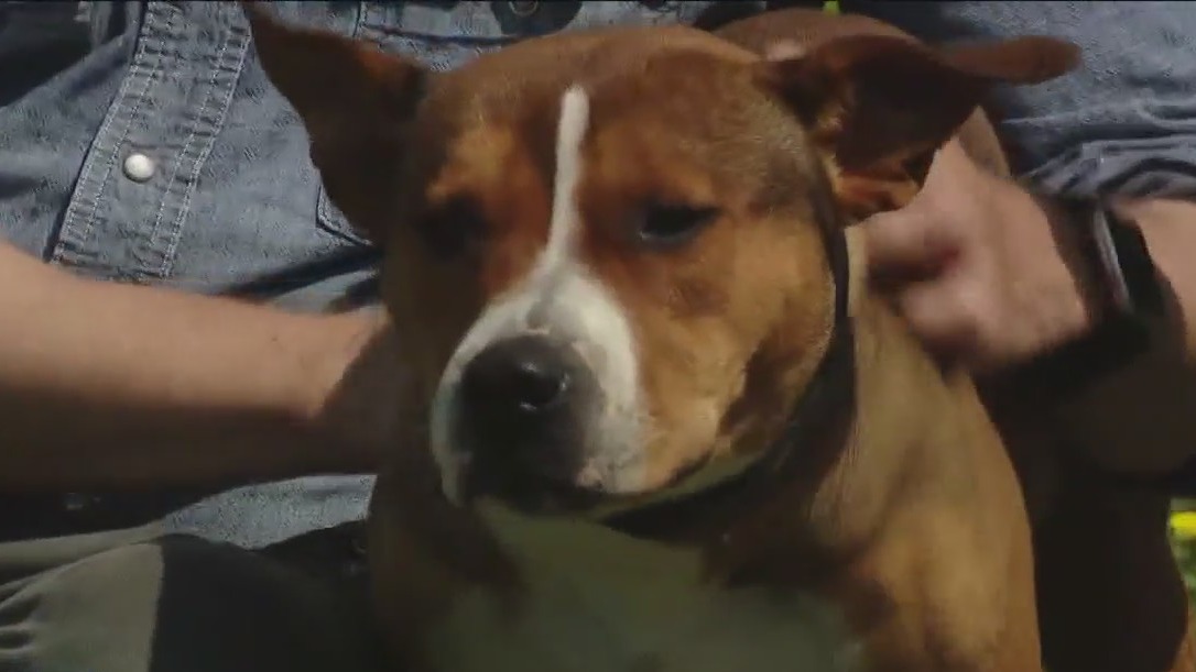Texas Humane Heroes introduces Theta, our Pet of the Weekend!