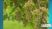 New cold-hardy wine grape at the U of M