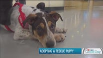 National Puppy Day: Adopting a rescue puppy