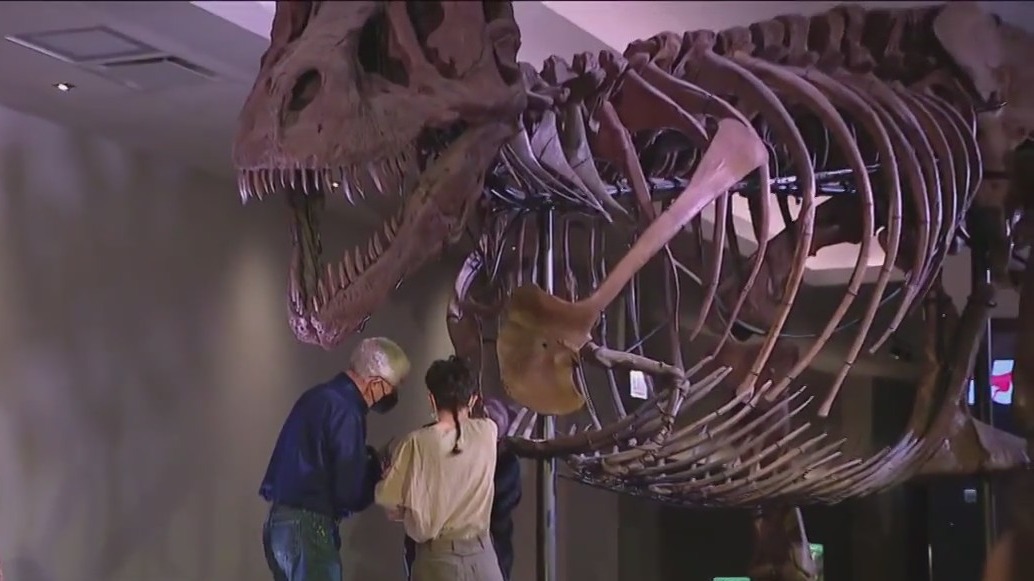 SUE the T. Rex to have arm removed for research