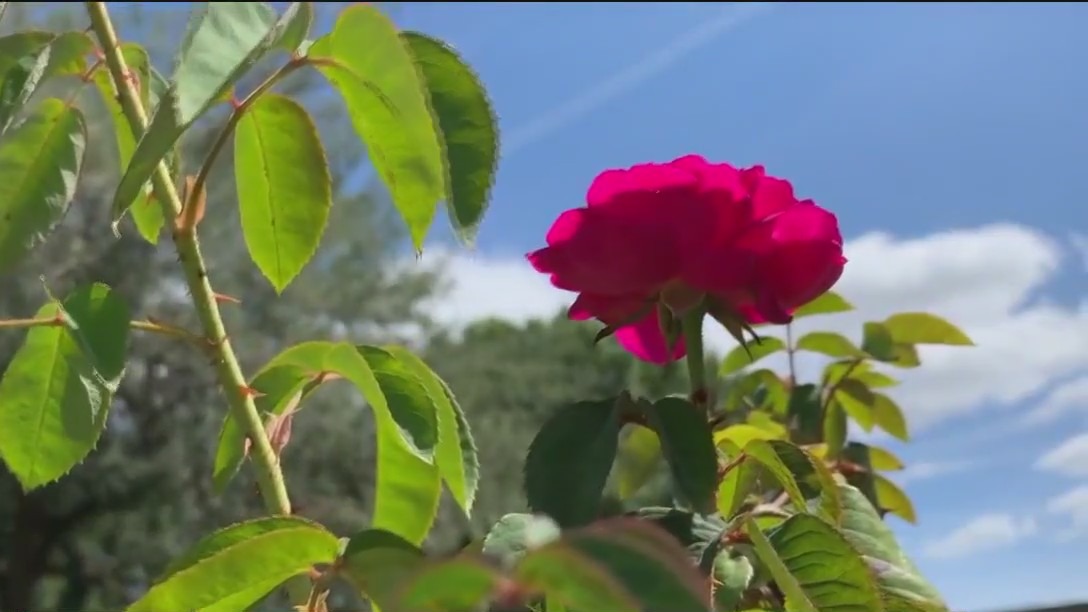 Rare roses stolen from Florida Southern