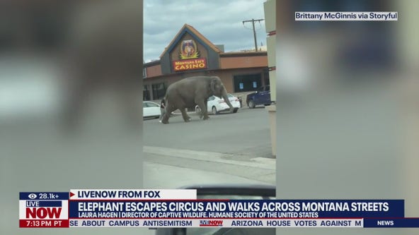 Elephant escapes circus, walks around Montana