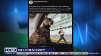 Betty the cat roams free on WA ferries