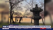 DC cherry blossoms reach stage 5