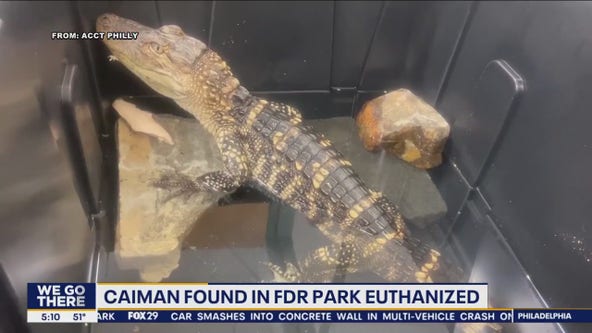 Caiman found abandoned in Philadelphia's FDR Park euthanized