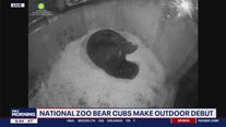 Bear cub brothers make debut at Smithsonian’s National Zoo