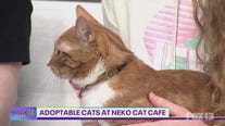 Adoptable cats at Neko cat cafe