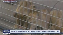 Sandstone Wildcat Sanctuary takes in lion cubs from Ukraine