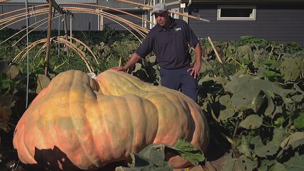 Minnesota teacher seeks largest pumpkin record