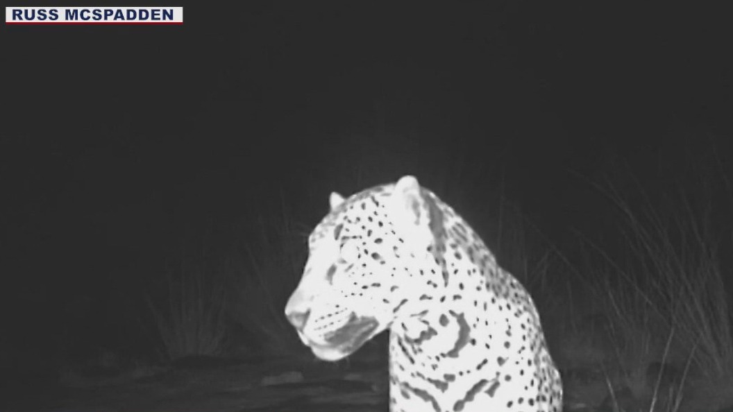 Rare jaguar sighting in southern Arizona