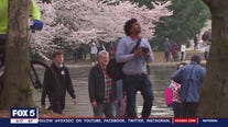 Checking in on cherry blossom crowds