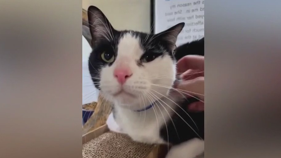 Florida cat returned to shelter for being 'too affectionate' goes viral