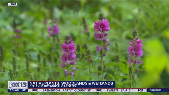 Native plants: Woodlands and wetlands