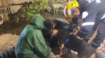 Dog rescued from septic tank under Compton home