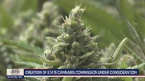 Creation of state cannabis commission under consideration