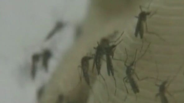 Mosquito in G'town tests for West Nile Virus