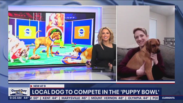 Local dog to compete in the 'Puppy Bowl'!