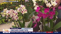 FOX 5 Field Trip: Learning how to take care of orchids