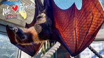 Meet dozens of bats inside at Florida spot in time for Halloween