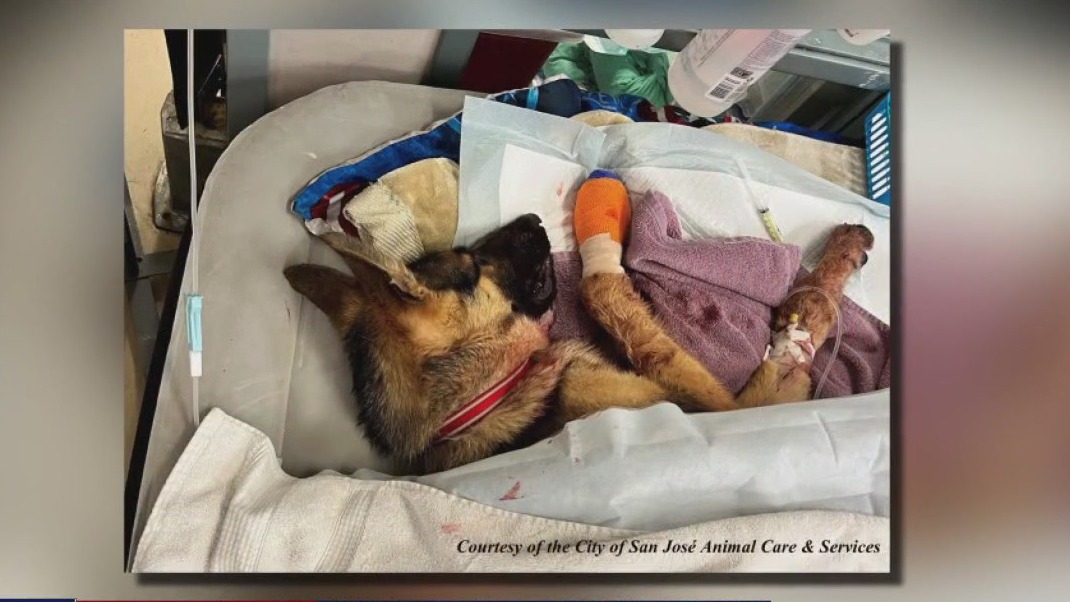 German shepherd pup shot in San Jose; 2 suspects sought