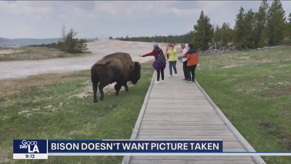 Bison doesn't want picture taken