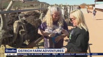 FOX 29's Jenn Frederick faces her fears at ostrich farm in Arizona