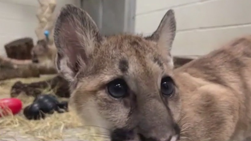 Meet the Houston Zoo’s new cougar cubs