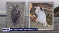 Over 700 geese, other waterfowl in Skagit County dead from bird flu