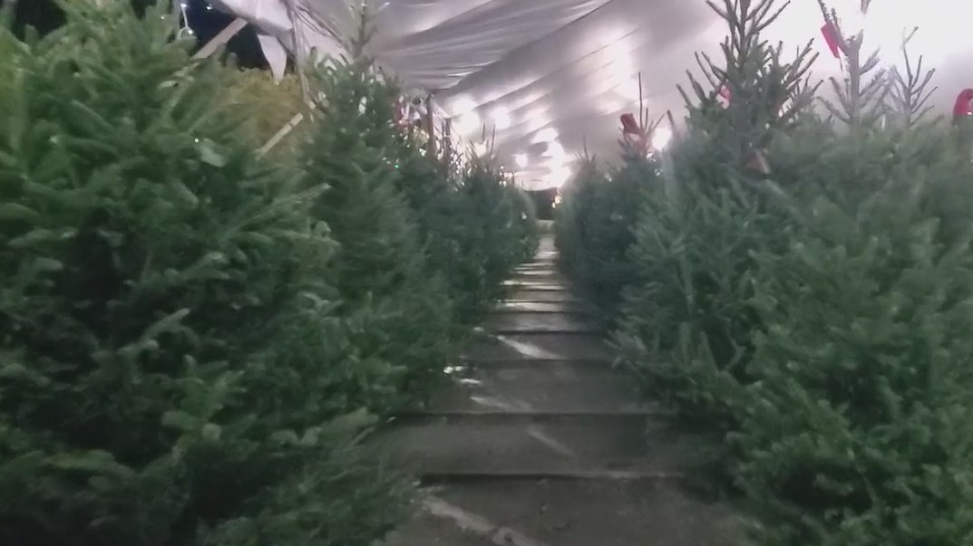 Will Christmas tree prices rise in Florida this year?