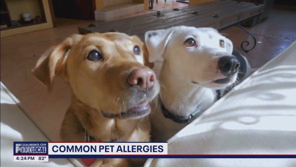 Treating allergies in pets