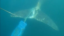 Fishing gear wrapped around whale's tale
