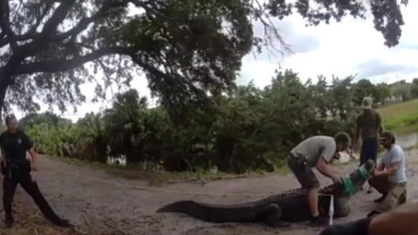Gator wrangled on Pinellas County pathway